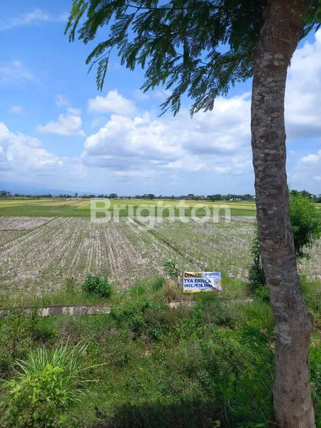 image TANAH SAWAH DI BOYOLANGU (4)