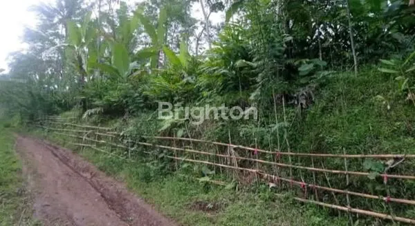 BUTUH CEPAT LAKU TANAH KEBON DI LUMAJANG