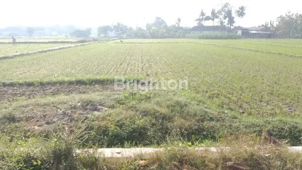 image TANAH SAWAH, DEKAT PEREMPATAN PASAR GENDENG, PRAMBANAN - PIYUNGAN (1)
