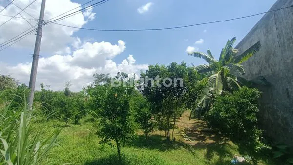 image TANAH PRODUKTIF DIJUAL LT 996 M2 DI LOKANDEN KIDUL, KALISONGO, KEC DAU, KAB MALANG (4)