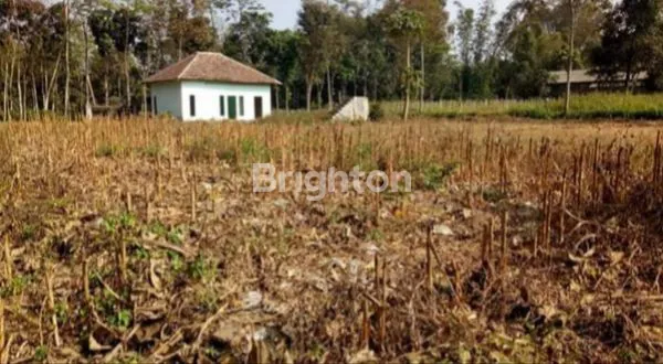 image TANAH MURAH DI PINGGIR JALAN DERAH WAJAK KABUPATEN MALANG (3)