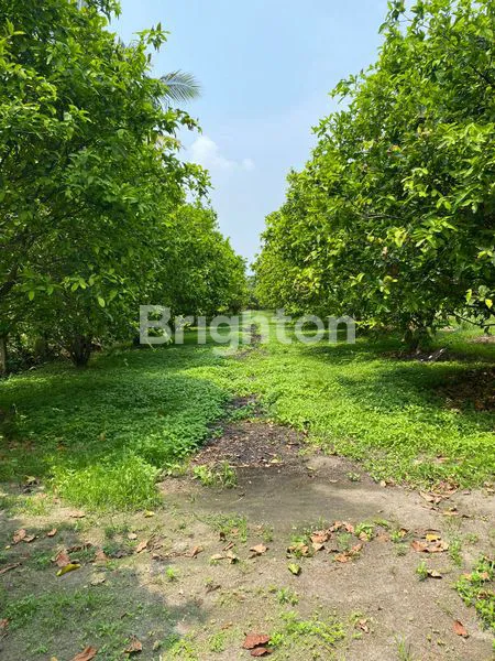 image TANAH LOKASI BAGUS, PALEMBANG SUMATERA SELATAN (1)