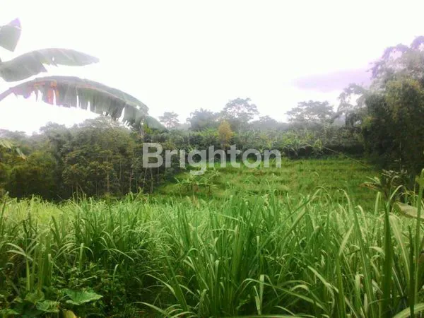 image PERKEBUNAN TEBU AKTIF DI TUTUR NONGKOJAJAR PASURUAN  (1)