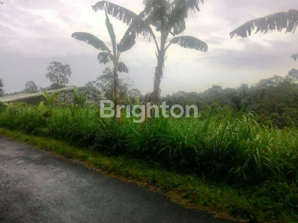 image PERKEBUNAN TEBU AKTIF DI TUTUR NONGKOJAJAR PASURUAN  (2)