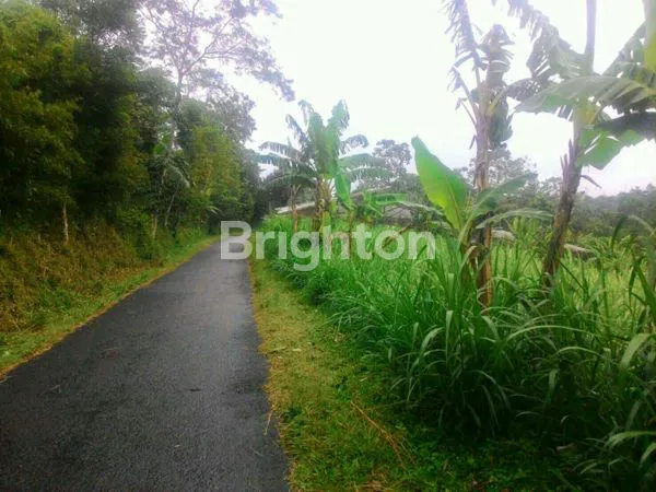 image PERKEBUNAN TEBU AKTIF DI TUTUR NONGKOJAJAR PASURUAN  (4)