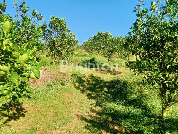 image KEBUN JERUK 5.600 M2 BISA DISULAP JADI  VILLA / WISATA PETIK JERUK _ DI WISATA BUKIT JENGKOANG (8)
