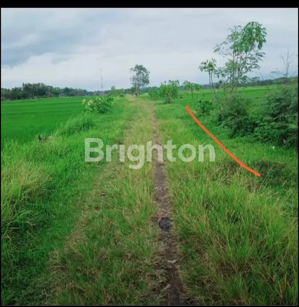 SAWAH PRODUKTIF MOYUDAN