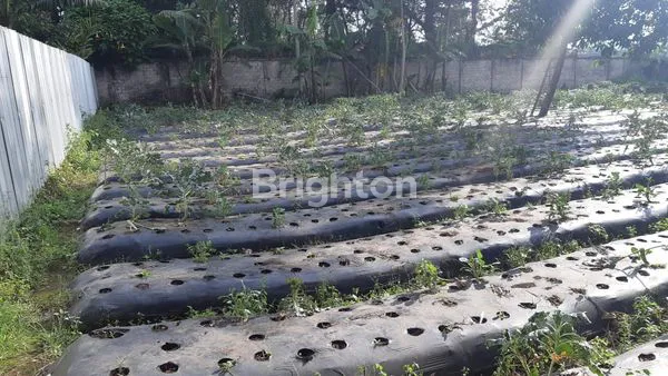 image TANAH DI LEMBANG (1)