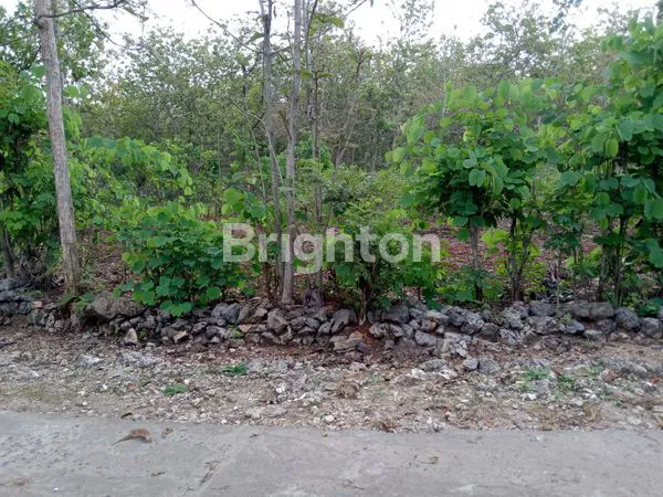 image TANAH MURAH DEKAT KOTA, PINGGIR JALAN DEKAT JALAN PROPINSI, KARANGMOJO WONOSARI GUNUNGKIDUL, TANAH MURAH YOGYAKARTA (3)