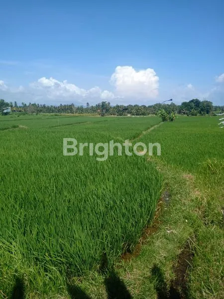 image TANAH SELUAS 20 ARE DI DESA MAS UBUD GIANYAR (1)