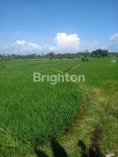 image TANAH SELUAS 20 ARE DI DESA MAS UBUD GIANYAR (2)