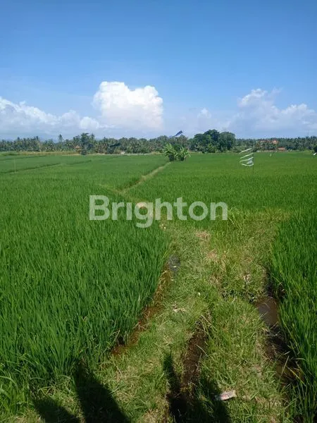 image TANAH SELUAS 20 ARE DI DESA MAS UBUD GIANYAR (3)