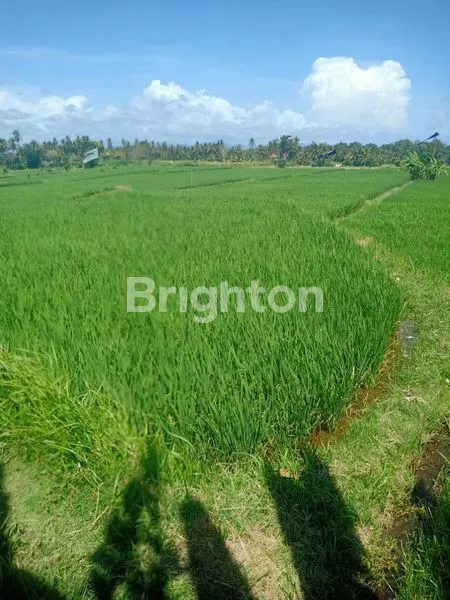 image TANAH SELUAS 20 ARE DI DESA MAS UBUD GIANYAR (4)