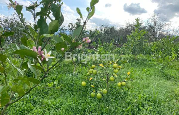 image TANAH MURAH DAERAH BUMI AJI KOTA BATU (1)