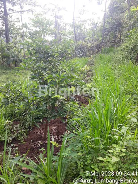 JUAL TANAH KEBUN, SENTRA MANGGA PROBOLINGGO