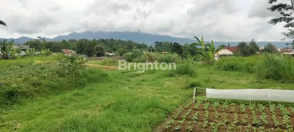 image TANAH LUAS HIJAU DI PUNCAK CIPANAS JAWA BARAT (1)