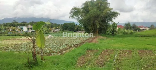 image TANAH LUAS HIJAU DI PUNCAK CIPANAS JAWA BARAT (4)