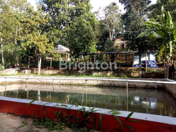 image RUMAH KEBON + PEMANCINGAN, LT 5.080M² (6)