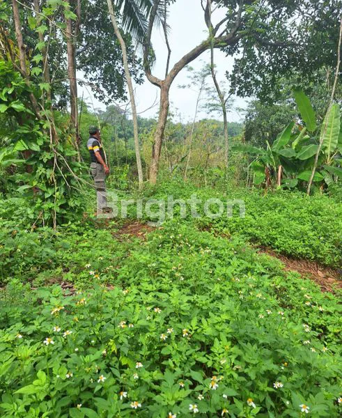 image JUAL TAMAH GUNUNG PATI (2)