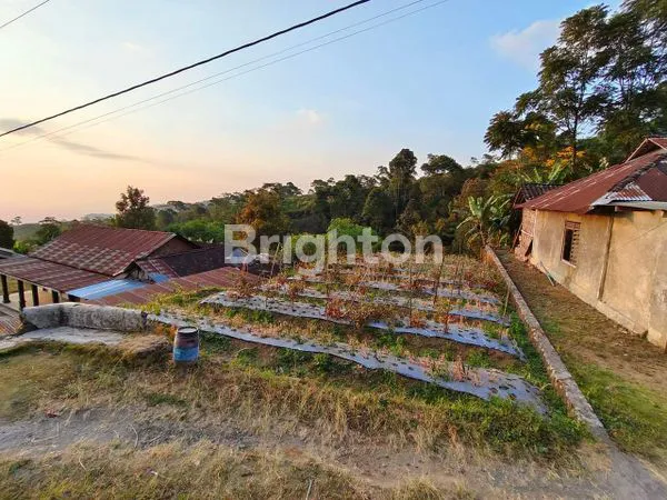 image TANAH DI KEBUN TEH KEMUNING (2)