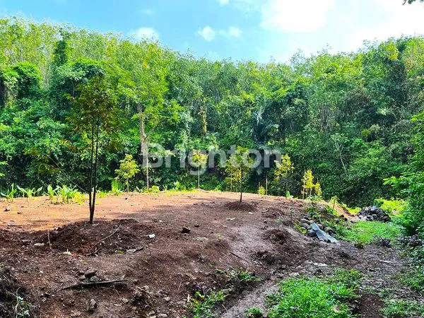 image KEBUN DURIAN KERJO KARANGANYAR (1)