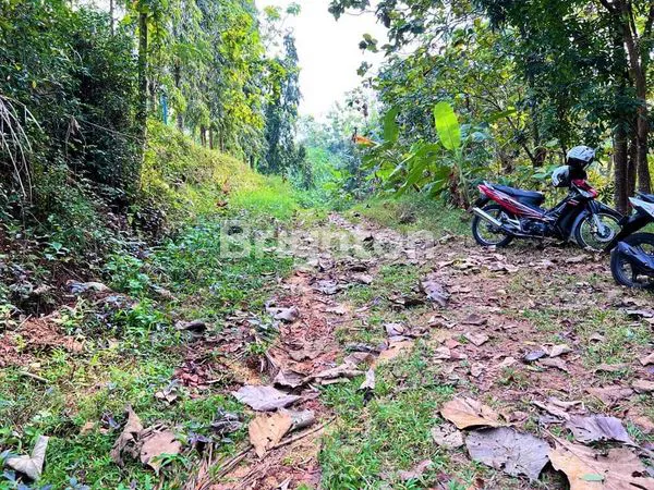 image KEBUN DURIAN KERJO KARANGANYAR (2)