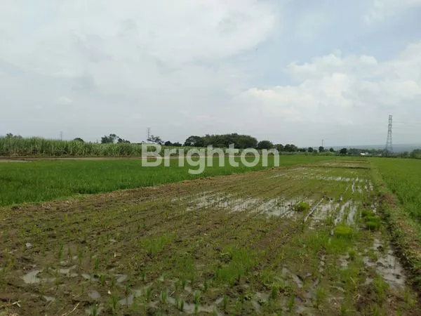 image TANAH SAWAH SIAP PAKAI DI WRINGINPITU MOJOAGUNG (3)