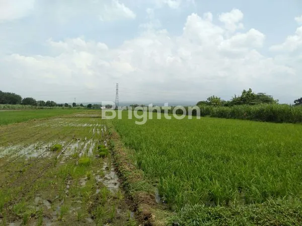 image TANAH SAWAH SIAP PAKAI DI WRINGINPITU MOJOAGUNG (5)