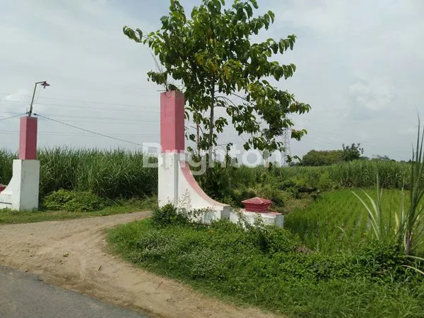 image TANAH SAWAH SIAP PAKAI DI WRINGINPITU MOJOAGUNG (4)