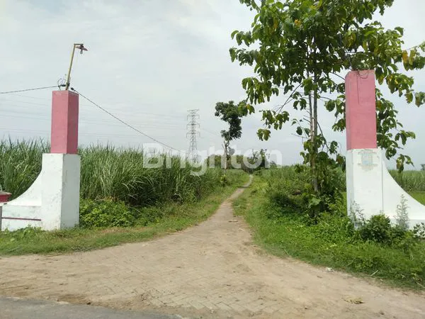 image TANAH SAWAH SIAP PAKAI DI WRINGINPITU MOJOAGUNG (6)