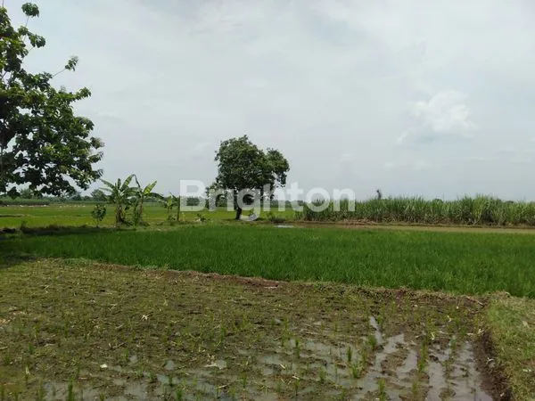image TANAH SAWAH SIAP PAKAI DI WRINGINPITU MOJOAGUNG (7)