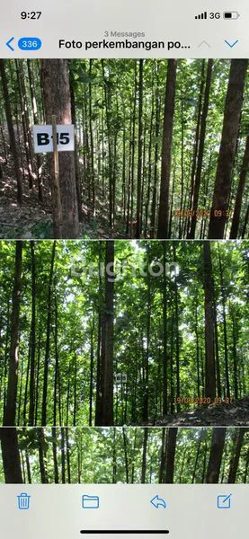 KEBUN JATI EMAS CIDADAP