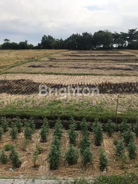 image TURUN HARGA 13M JADI 11M AN TANAH STATEGIS AKSES PANTAI SIYUT TULIKUP GIANYAR (2)