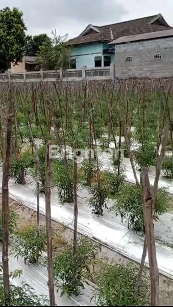 image LAHAN SAWAH PRODUKTIF AREA WONODADI KABUPATEN BLITAR (3)