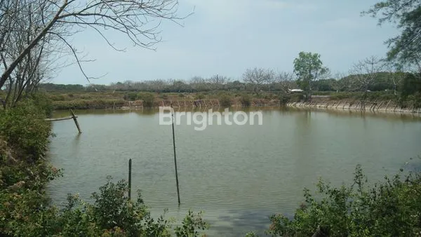 2 TAMBAK DI BANGKALAN