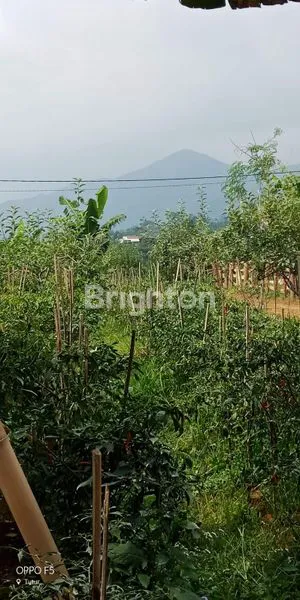 image TANAH KEBUN PRODUKTIF DI JL RAYA NONGKOJAJAR TUTUR PASURUAN (3)