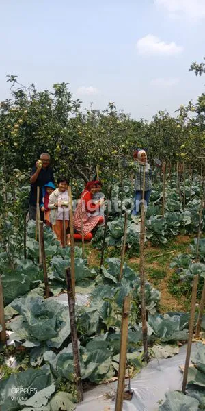 image TANAH KEBUN PRODUKTIF DI JL RAYA NONGKOJAJAR TUTUR PASURUAN (7)
