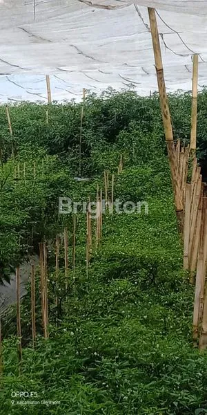 image TANAH KEBUN PRODUKTIF DI JL RAYA NONGKOJAJAR TUTUR PASURUAN (8)
