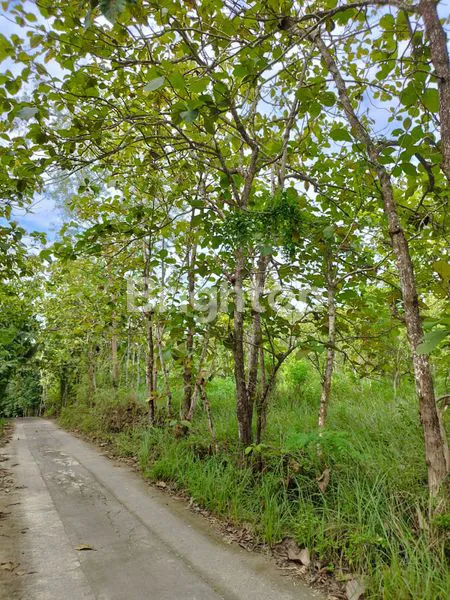 image TANAH DI RS UII (2)