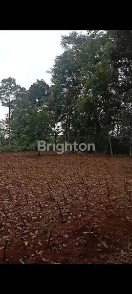 image TANAH KOSONG SIAP BANGUN DI GUNUNG PATI SEMARANG (4)