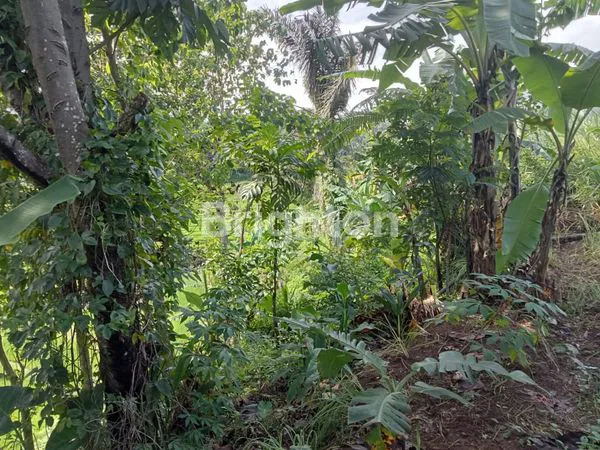 image TANAH COCOK BUAT VILLA ATAU CAFE (4)