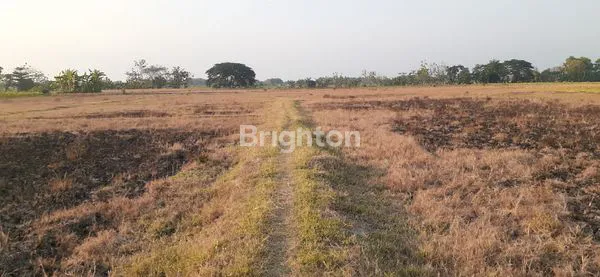image TANAH SAWAH DI DAERAH KEBONAGUNG MADIUN (2)