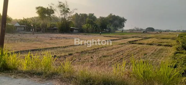 image TANAH SAWAH DI DAERAH KEBONAGUNG MADIUN (3)