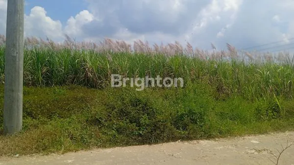image LAHAN LUAS, SUBUR, NOL JALAN RAYA, LAMONGAN (2)