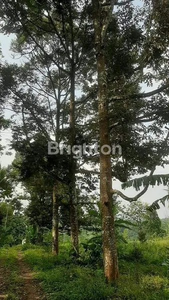 KEBUN DURIAN JUMANTONO