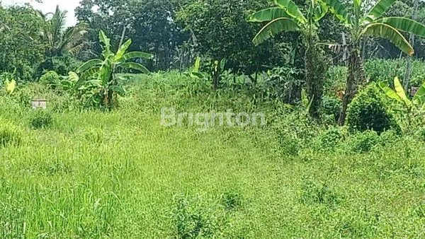 image TANAH 2.230 M2 DI JL RAYA BAKALAN, SUDIMORO KRAJAN, SUDIMORO, KEC BULULAWANG, KAB MALANG (2)