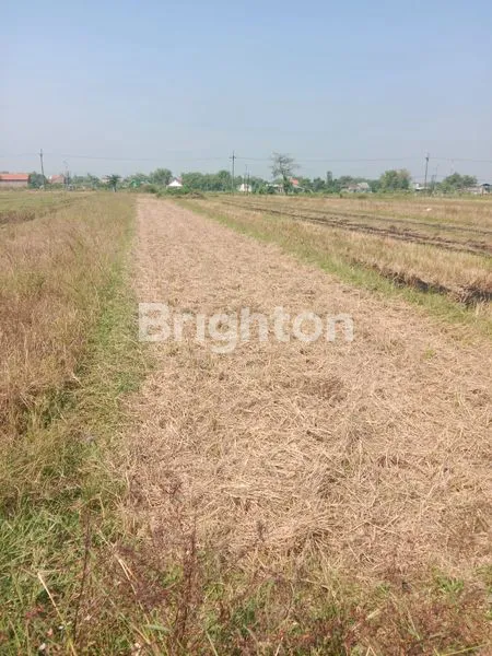 image TANAH SAWAH  (2)