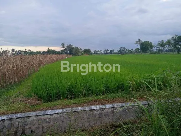 TANAH SAWAH/LAHAN PRODUKTIF JUBUNG