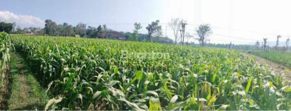 image TANAH KALISAT JEMBER (2)