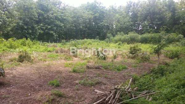 image TANAH SENDANG IJO SELOGIRI (1)